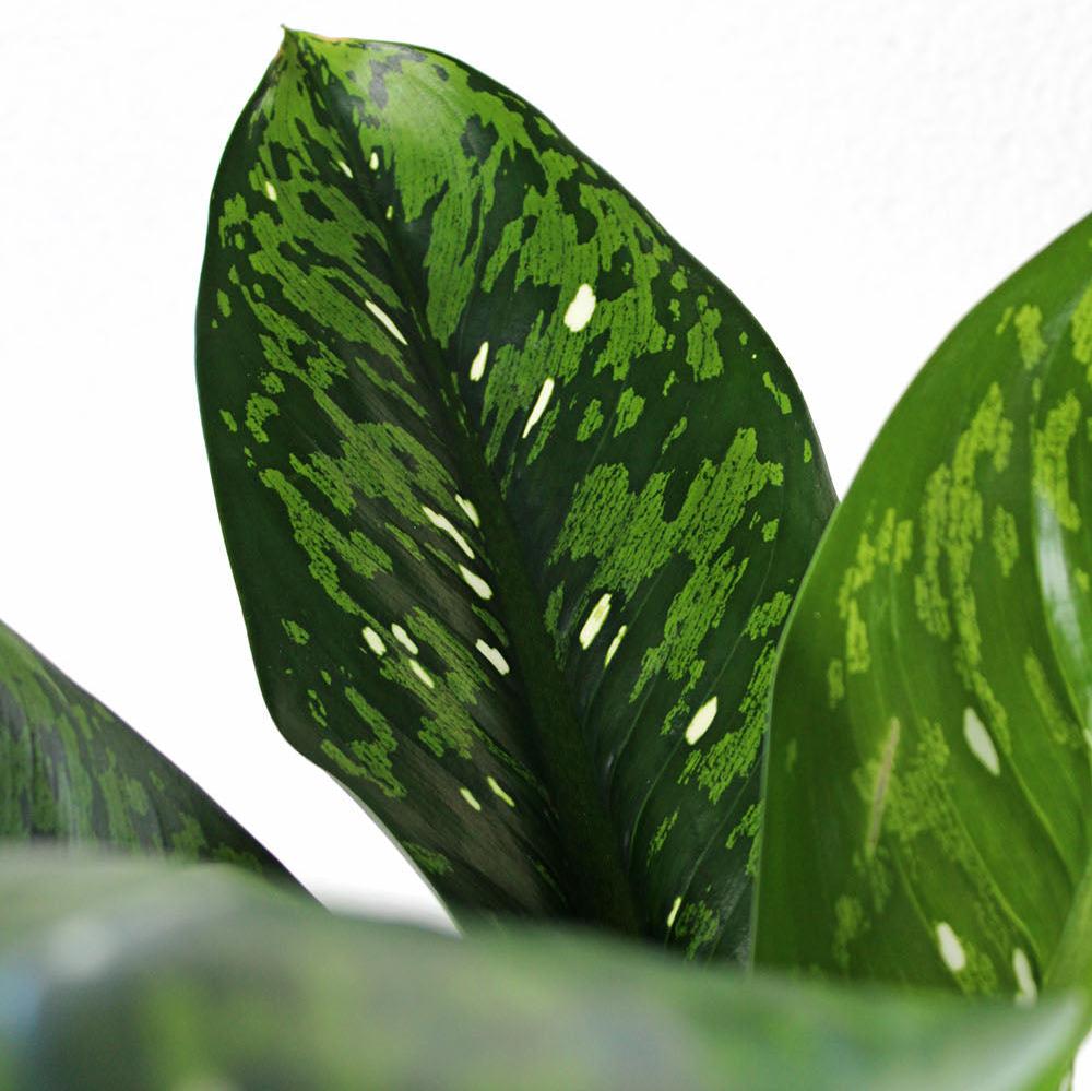 Dieffenbachia 'Crocodile'