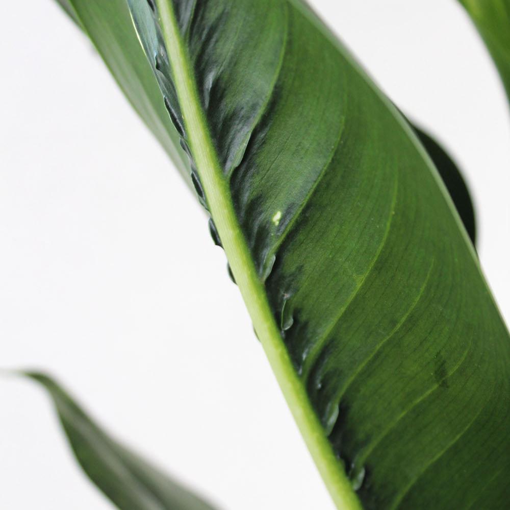 Dieffenbachia 'Crocodile'