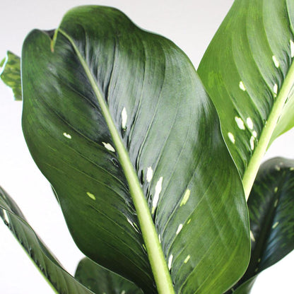 Dieffenbachia 'Crocodile'