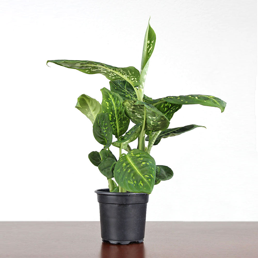 Dieffenbachia 'Reflector'