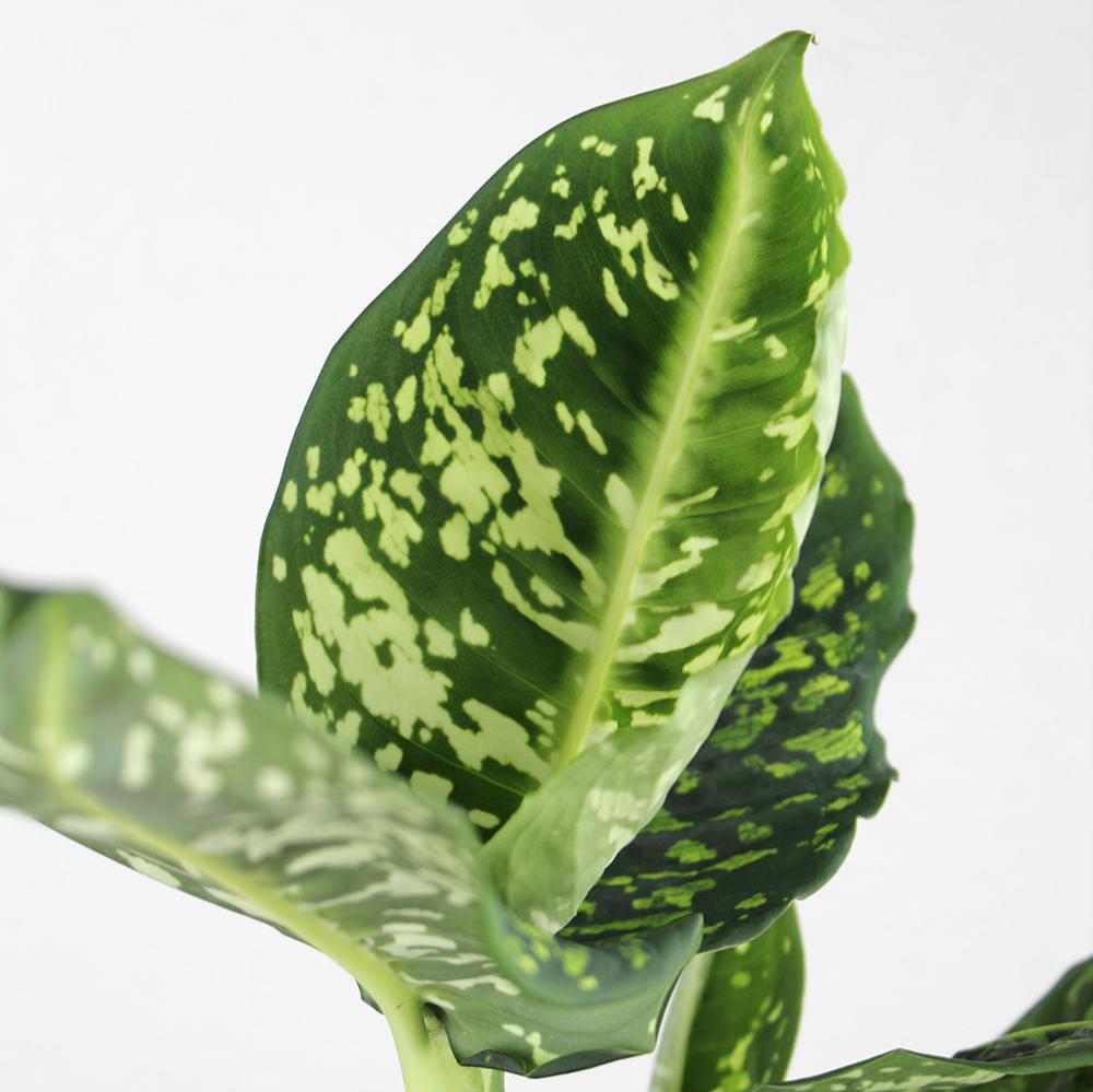 Dieffenbachia 'Reflector'