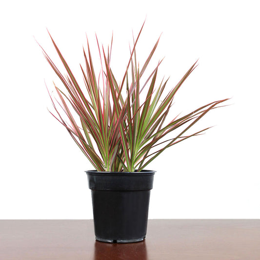 Dracaena 'Colorama'