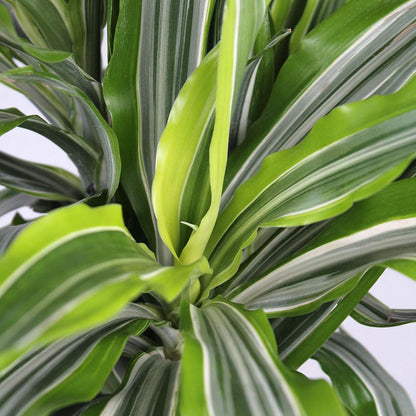 Dracaena 'Goldstar 3-2-1 Staggered'