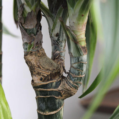 Dracaena 'Goldstar 3-2-1 Staggered'