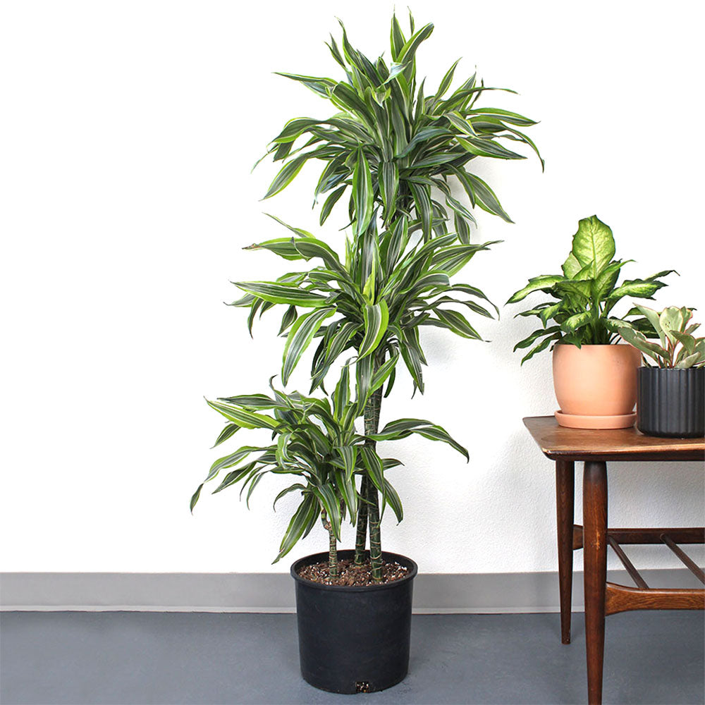 Dracaena 'Goldstar 3-2-1 Staggered'