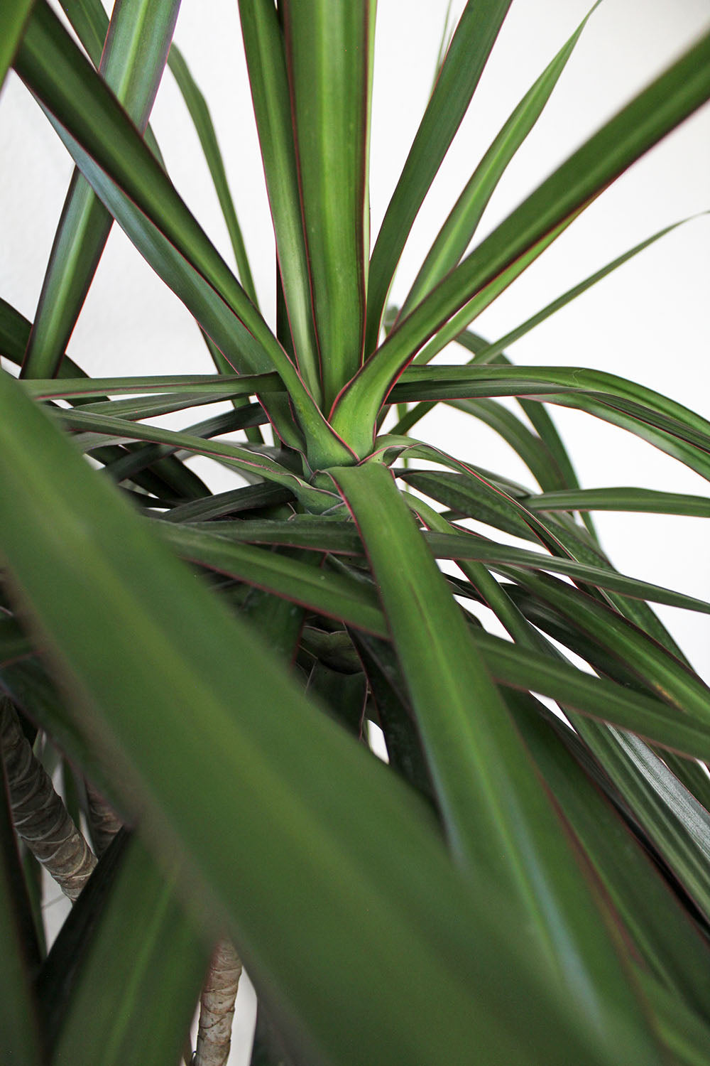 staggered dracaena marginata Dracaena Marginata
