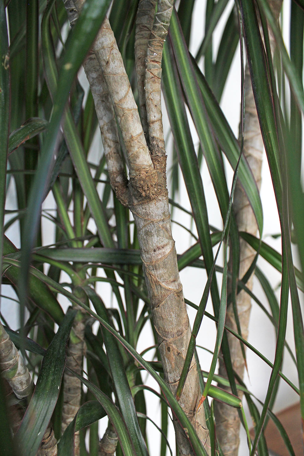 Dracaena Marginata 'Staggered'