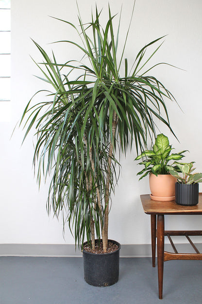 Dracaena Marginata 'Staggered'