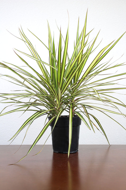 Dracaena 'Ray of Sunshine'