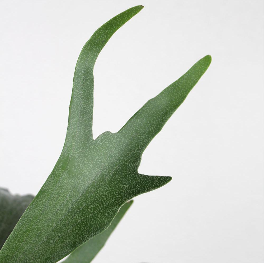 Fern 'Staghorn'