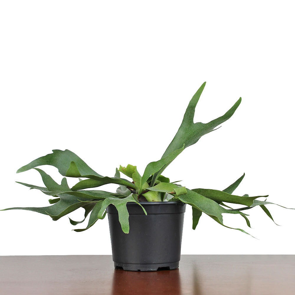 Fern 'Staghorn'
