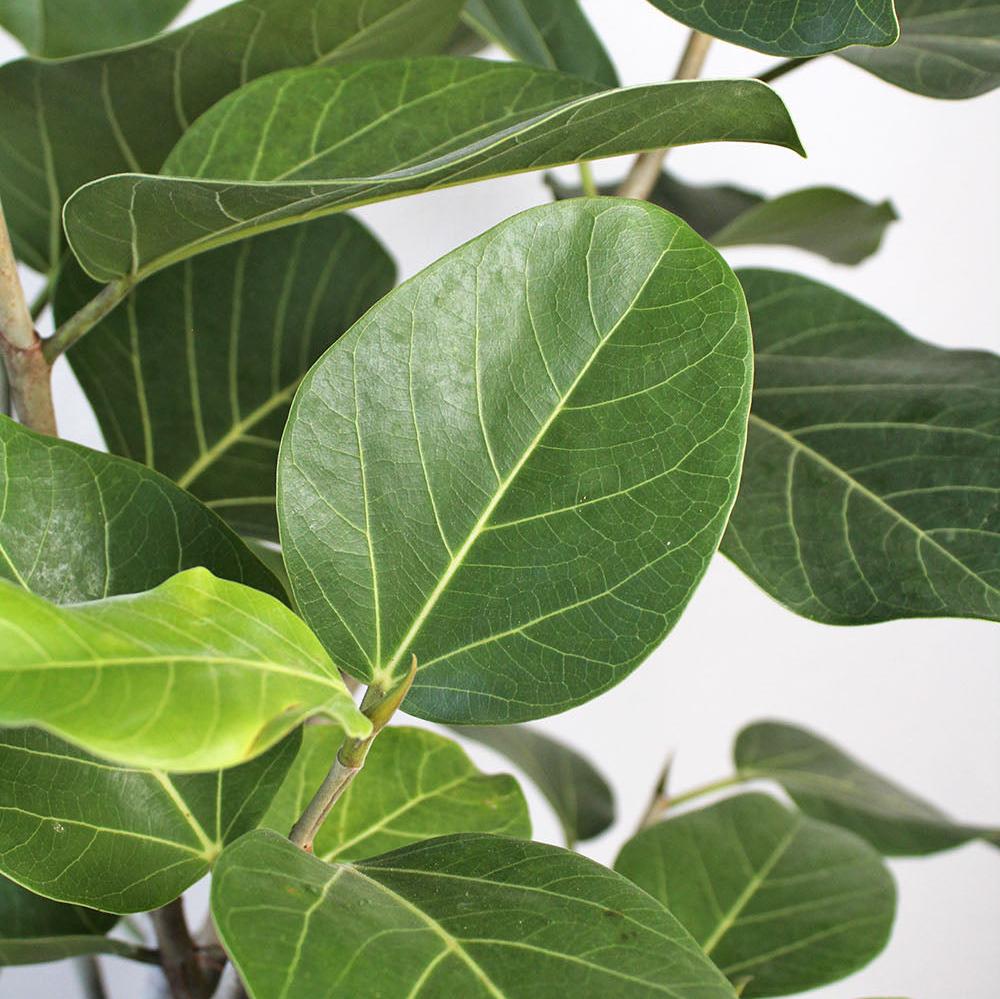 Ficus 'Audrey'