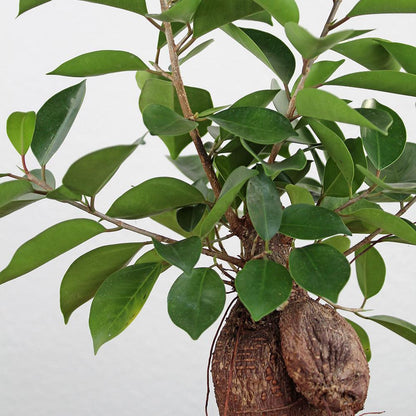 Ficus Ginseng Bonsai Tree