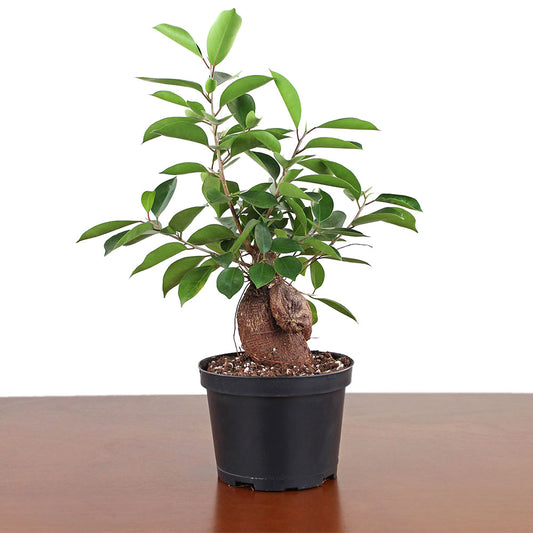 Ficus Ginseng Bonsai Tree