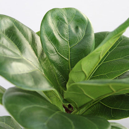 Ficus 'Lyrata'