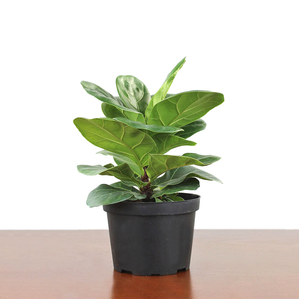 Ficus 'Lyrata'