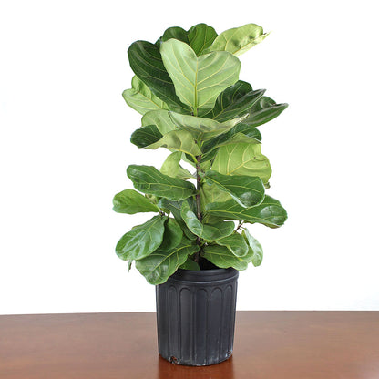 Ficus 'Lyrata'