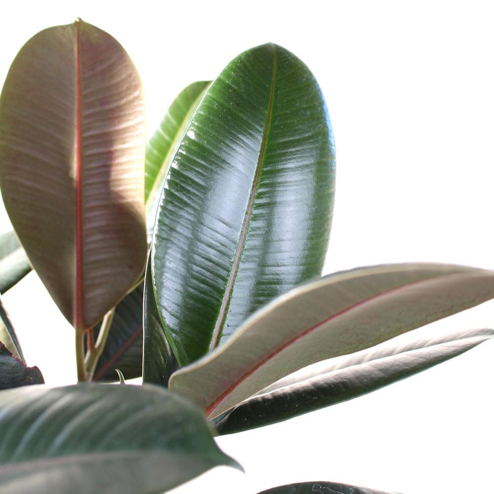 Ficus elastica 'Burgundy'