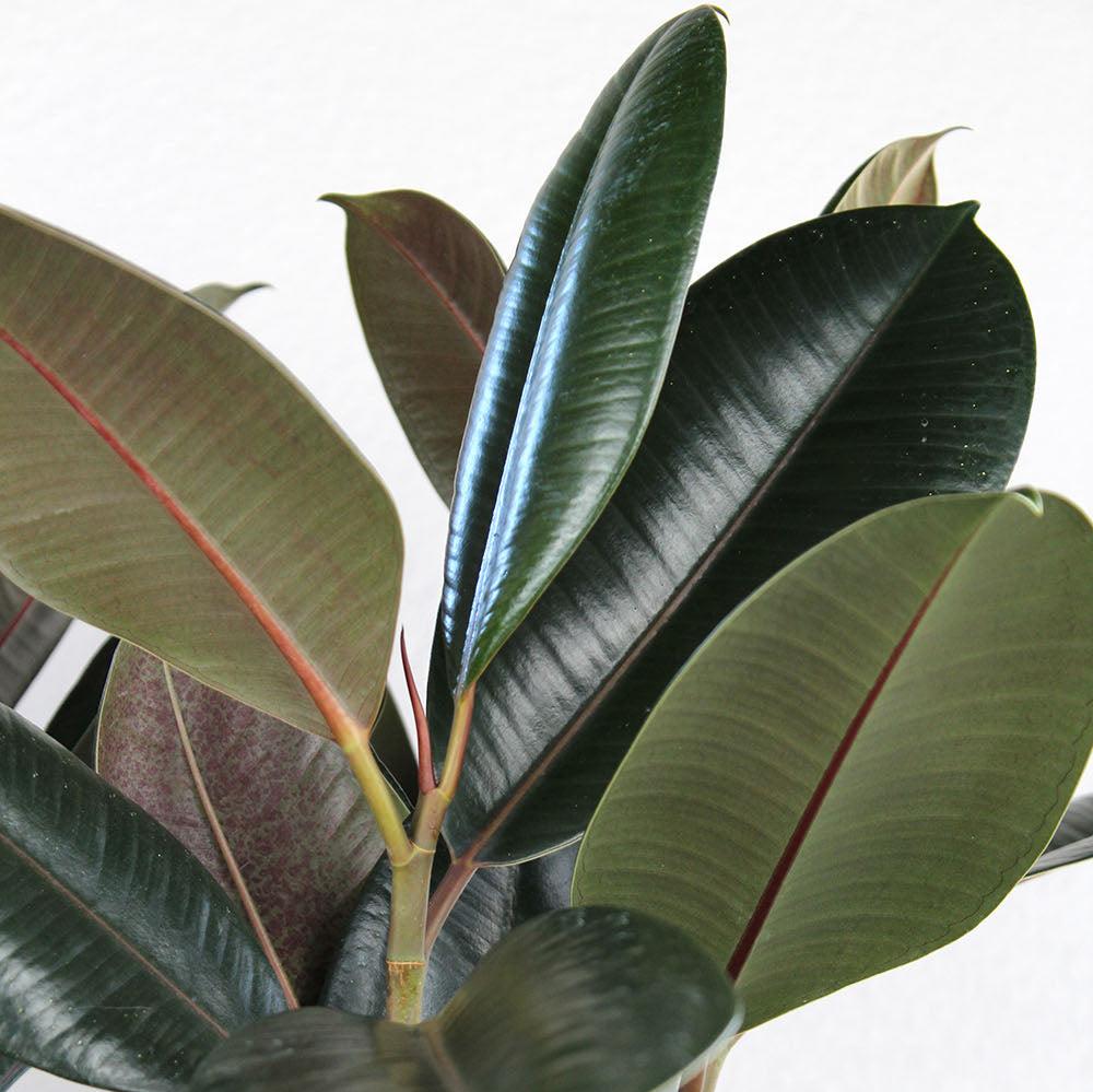 Ficus elastica 'Burgundy'