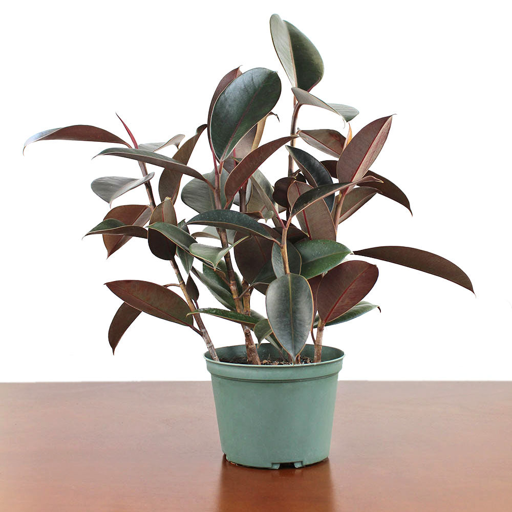 Ficus elastica 'Burgundy'