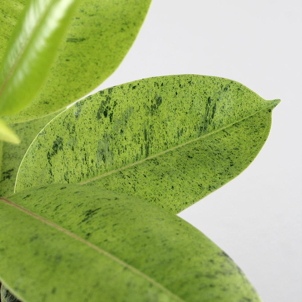 Ficus shivereana 'Moonshine'