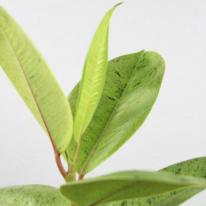 Ficus shivereana 'Moonshine'