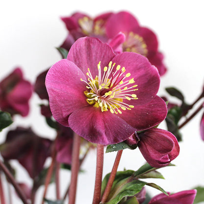 Helleborus Plant, Potted Gift