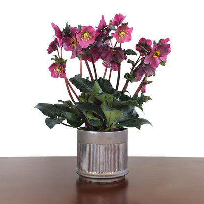 Helleborus potted plant in a 6.5'' neutral ceramic pot, featuring long-lasting winter-to-spring blooms. A unique, enduring gift that adds a touch of wild charm to indoor spaces year after year.