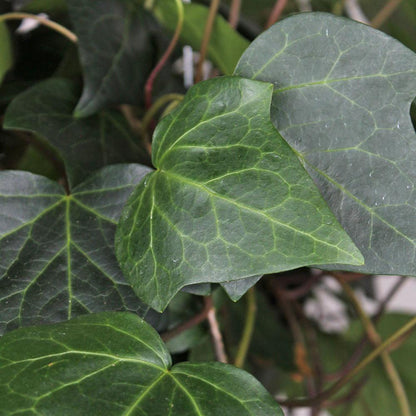 Ivy 'Algerian'