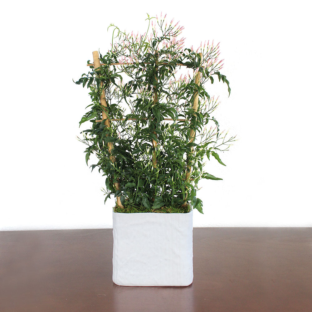 Jasmine potted plant in a 6'' white ceramic pot with a trellis, featuring delicate, star-shaped flowers and a sweet, romantic fragrance. A fast-growing climber perfect for bright, light-filled spaces.