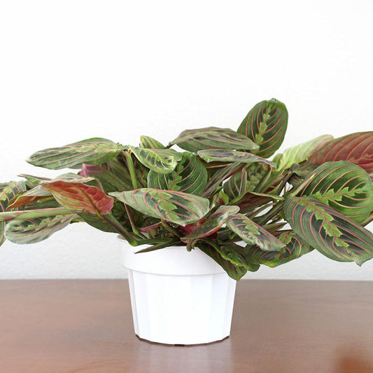 Maranta 'Red'