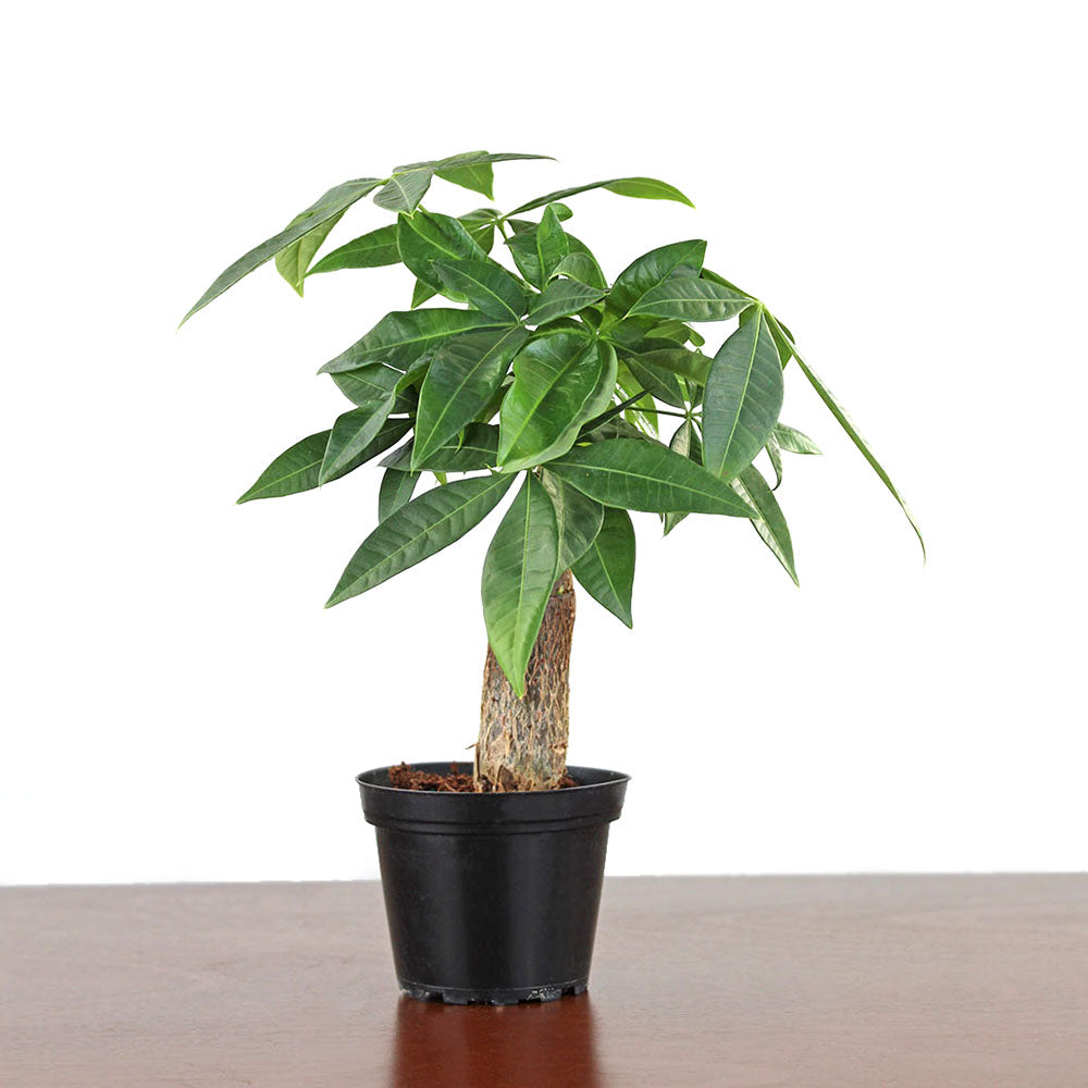 Money Tree Stump – GreenHouse.shop