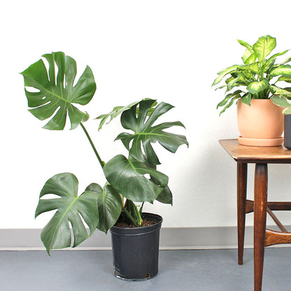 Monstera 'deliciosa'