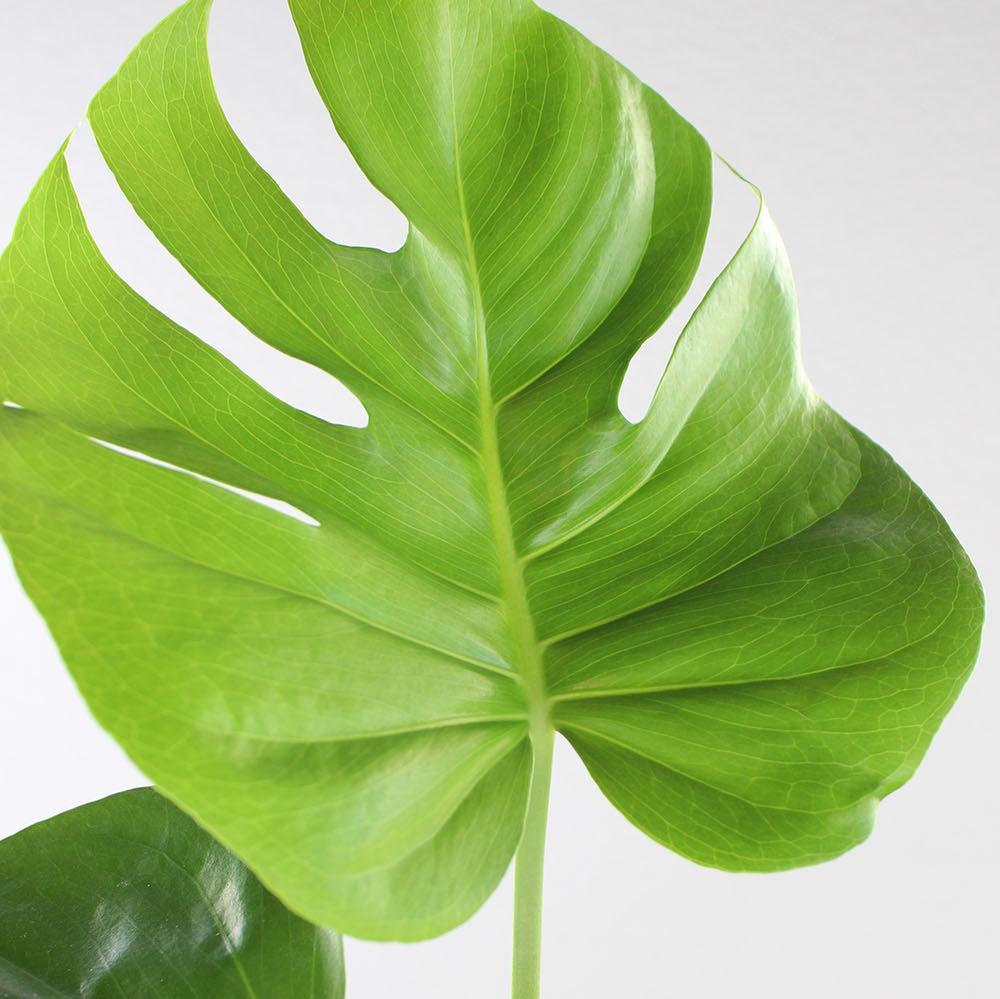 1970 monstera deliciosa Monstera Deliciosa (6")