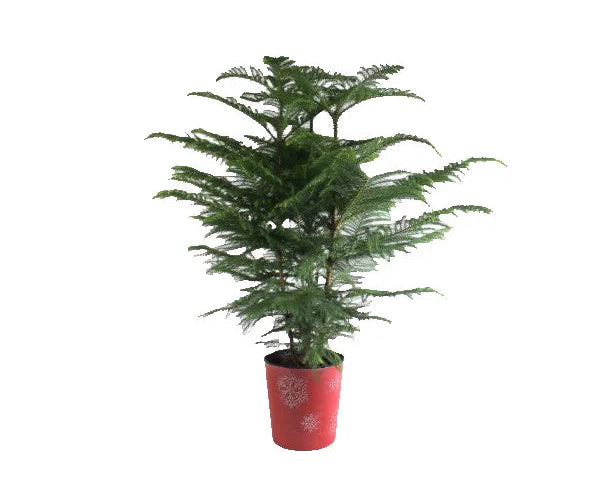 Norfolk Pine