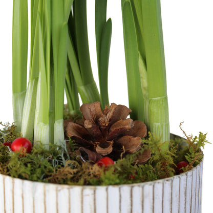 Paper Whites Potted Gift