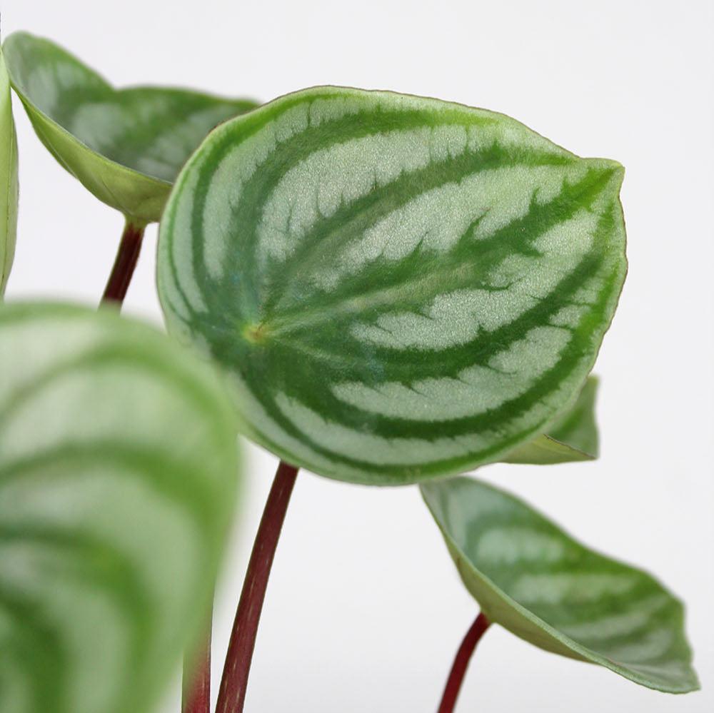 Peperomia 'Watermelon'