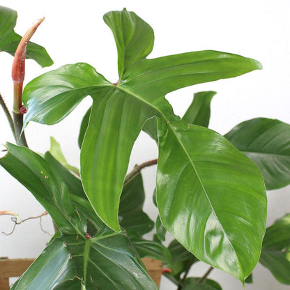 Philodendron 'Squamiferum'