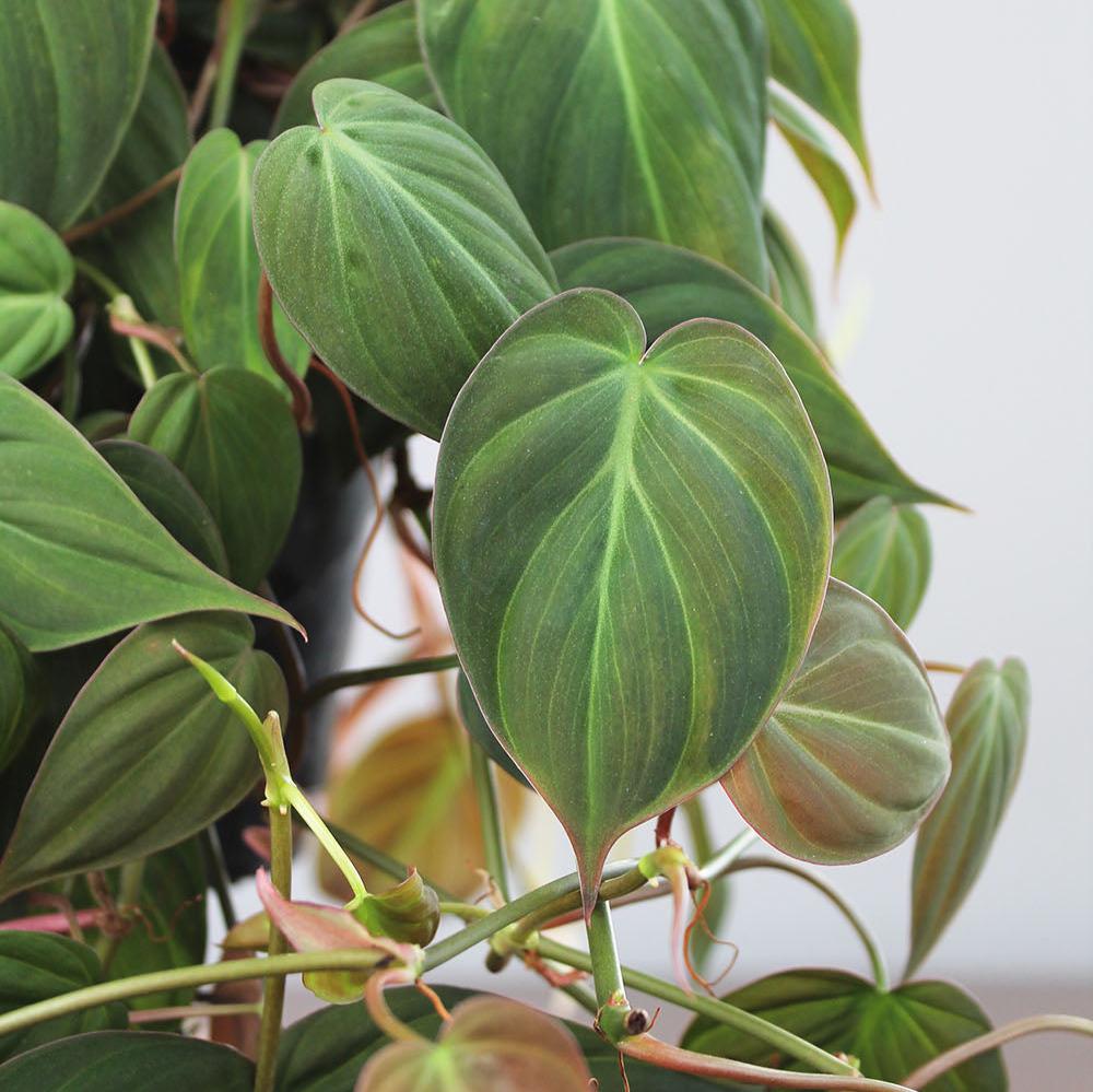 philodendron micans botanical name Philodendron Micans | Ø14cm | Red Velvet Philodendron | Rare Philodendron
