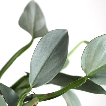 Philodendron 'Silver Sword'