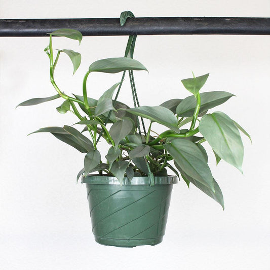 Philodendron 'Silver Sword'