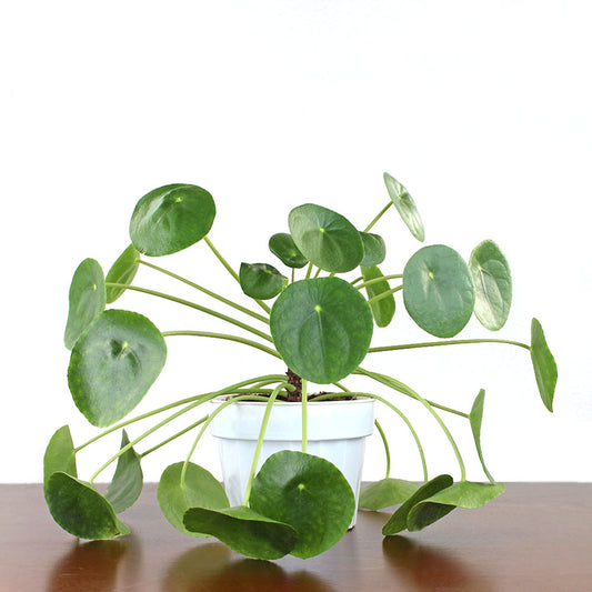 Pilea Peperomioides