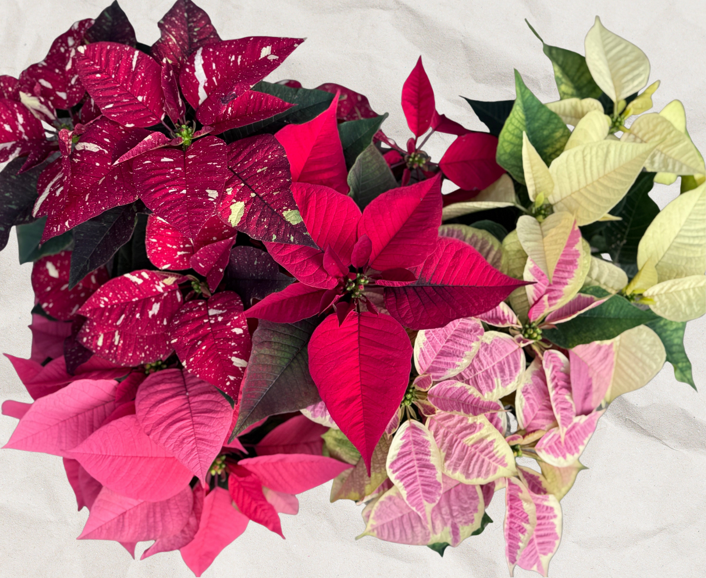Fresh Poinsettias: Red, Pink, Marble, and Glitter too!