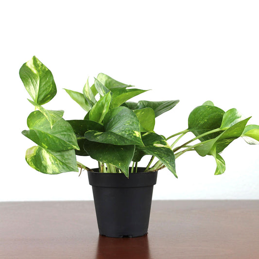 Pothos 'Golden'