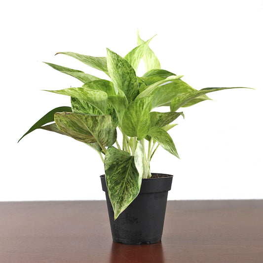 Pothos 'Marble Queen'