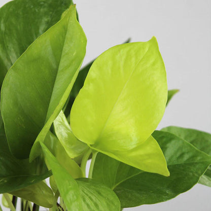 Pothos 'Neon'