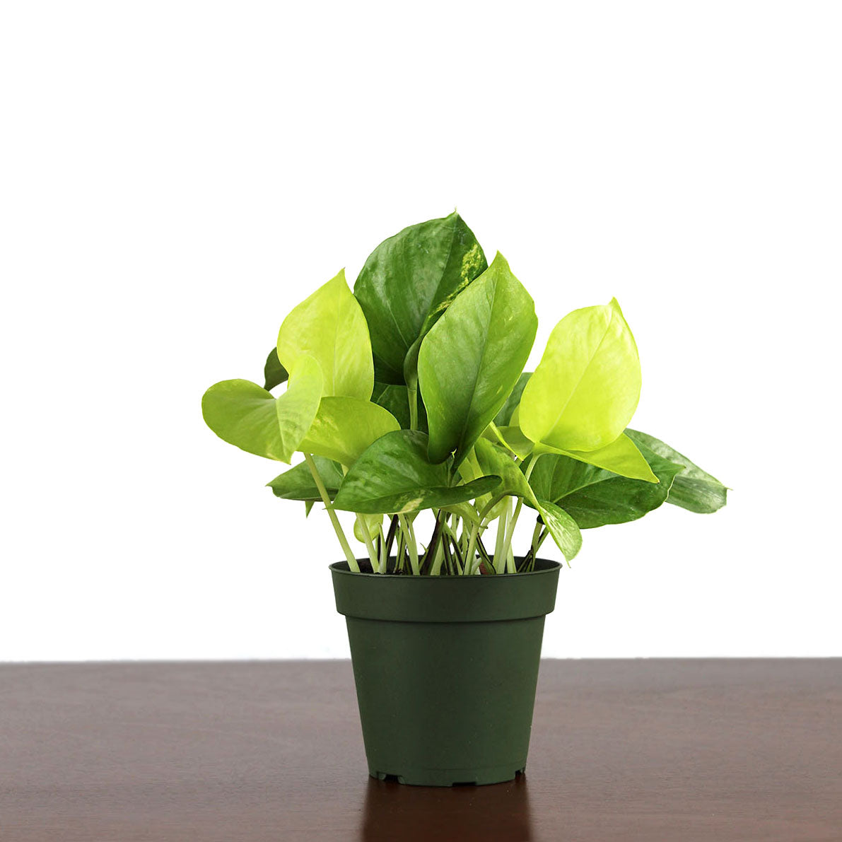 Pothos 'Neon'