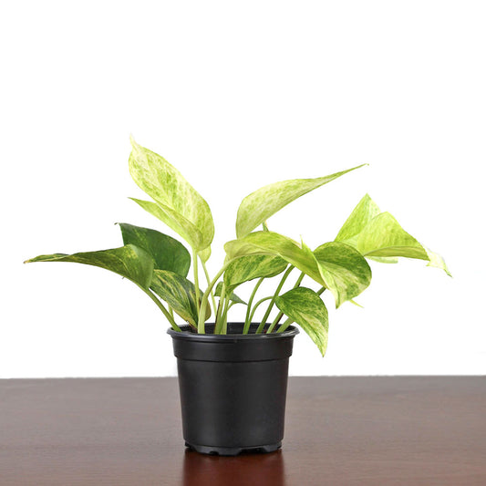 Pothos 'Neon Queen'