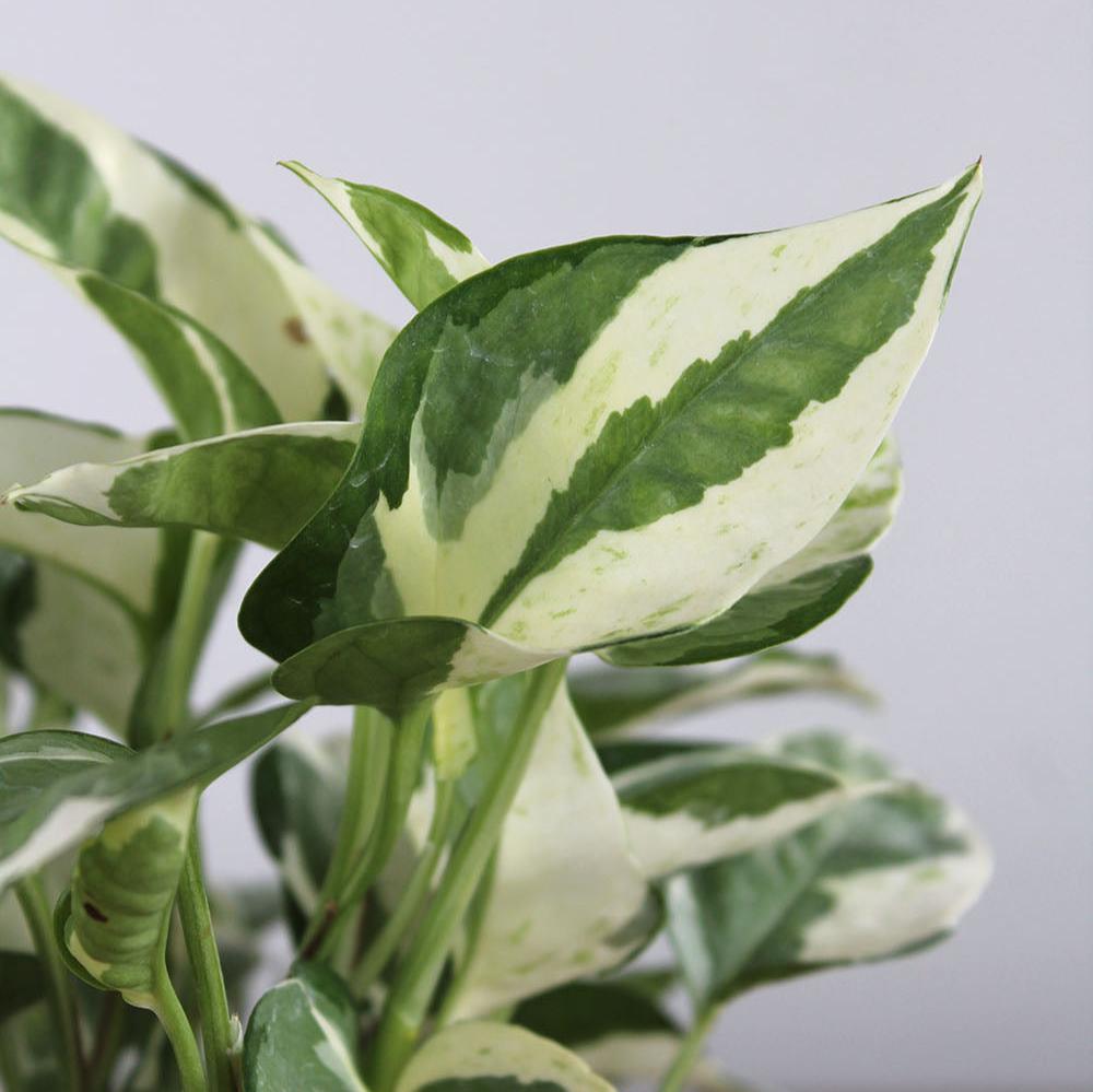 Pothos 'Pearls & Jade'