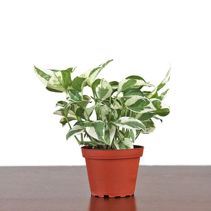 pothos pearls Pothos 'Pearls & Jade' – GreenHouse.shop